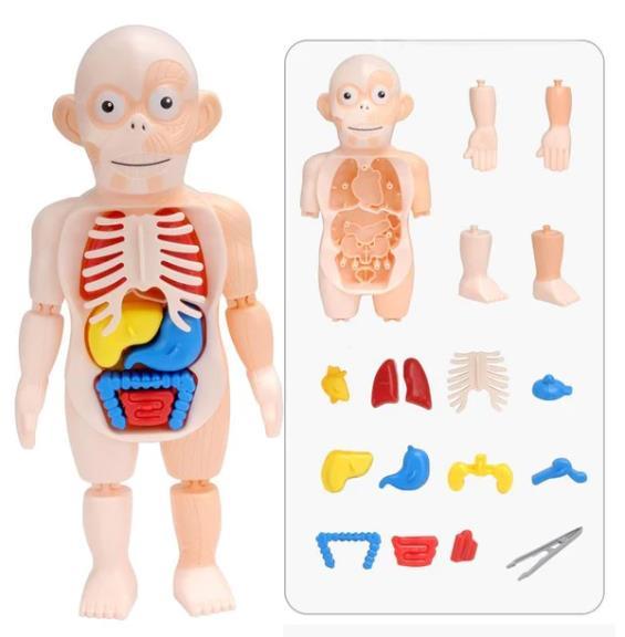 Brinquedo Infantil Humano Modelo Corporal de Alta Qualidade Órgão Humano