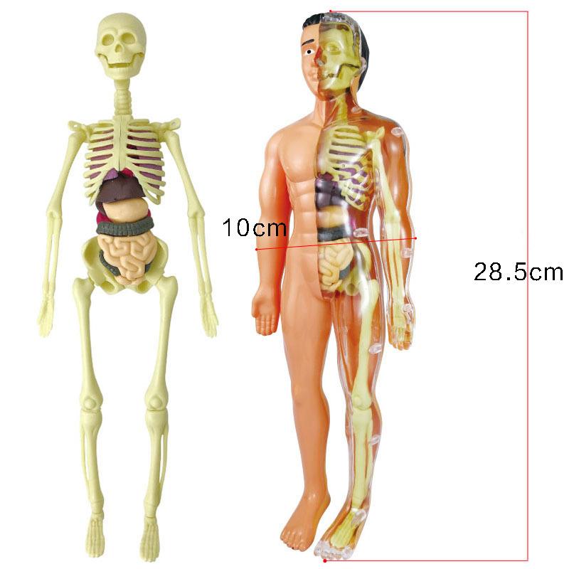 Brinquedo Anatomia do Tronco - peças Removíveis